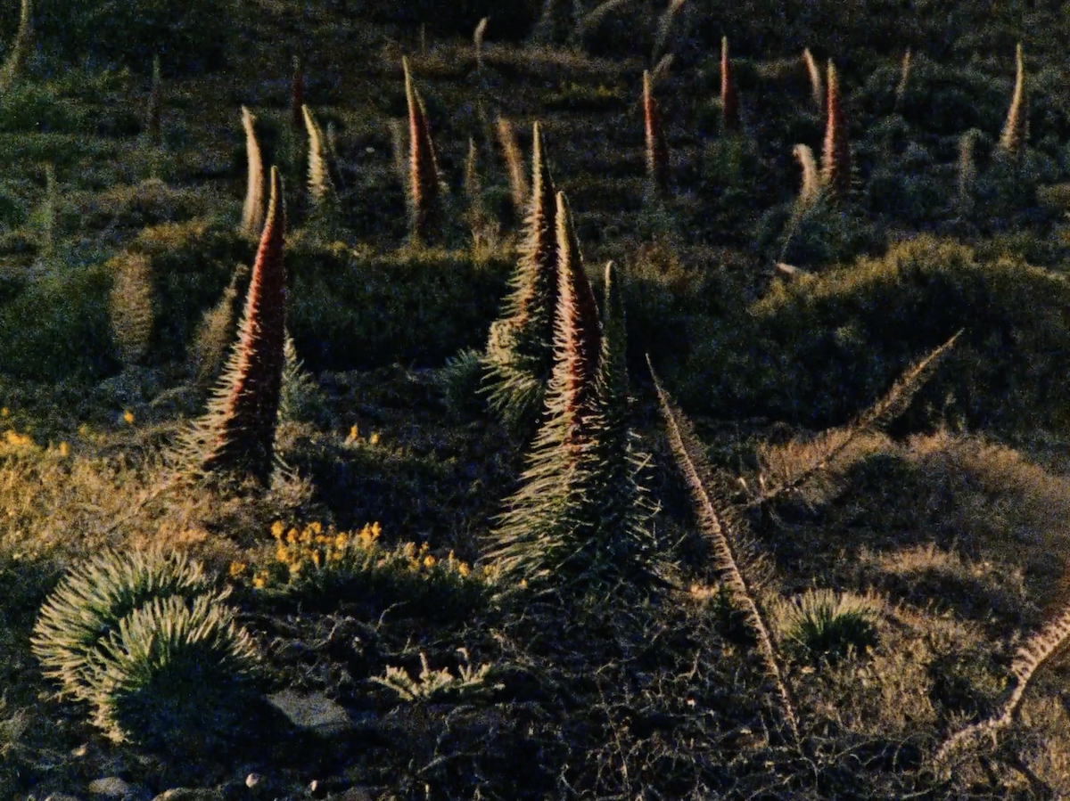 Bloom Helena Girón And Samuel M Delgado 2023 Media City Film Festival